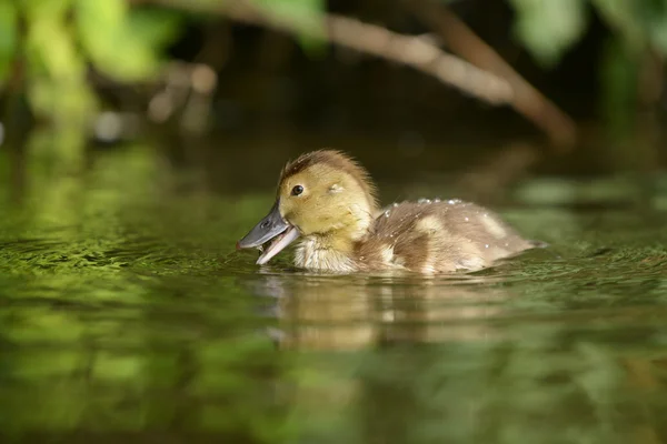 Gemeenschappelijke Pochard, Witoogeend - pinda — Stockfoto