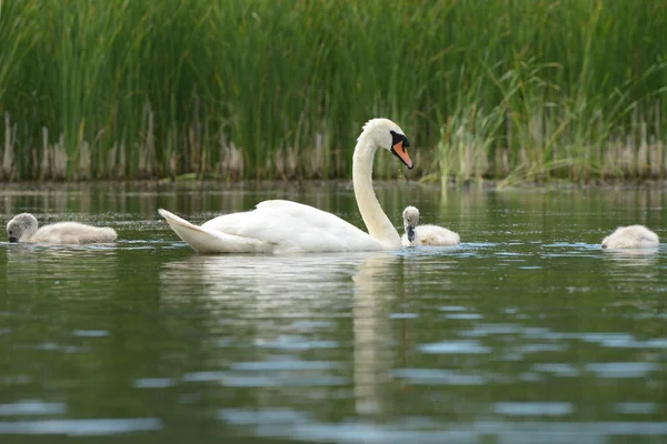 Cigno muto con nidiacei — Foto Stock