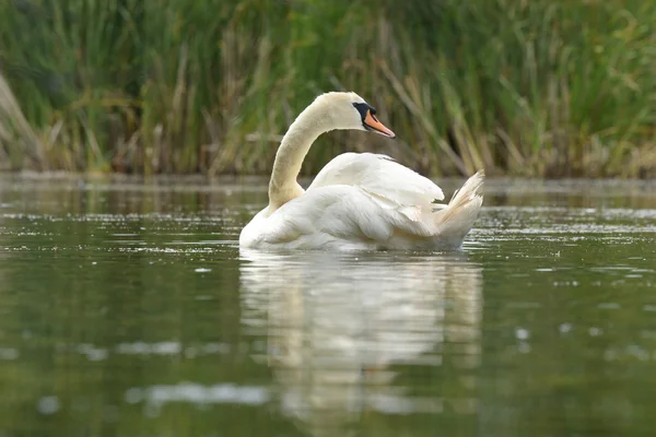 Mute Swan, Cygnus olor — Stock Photo, Image