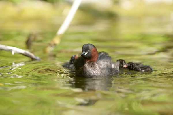 Little Grebe with nestlings — Stock Photo, Image