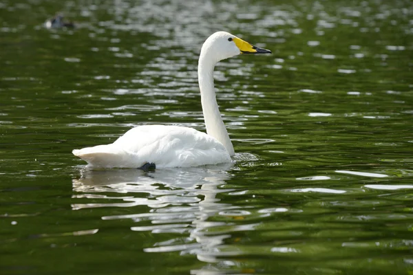 Whooper Swan — Stock Photo, Image