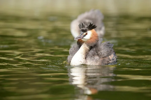 Grande Grebe Crested — Fotografia de Stock