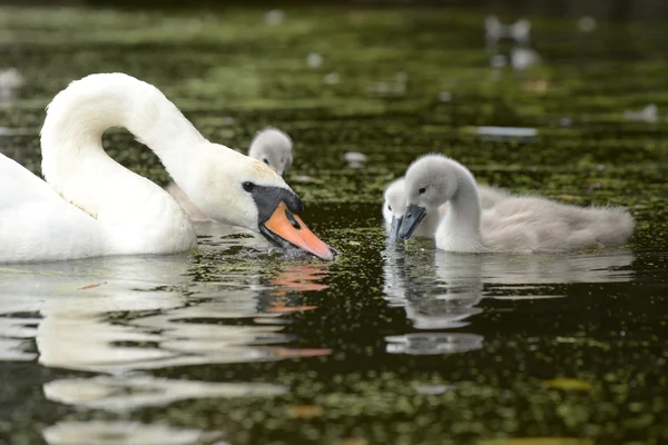 Höckerschwan - Weibchen mit Nestlingen — Stockfoto