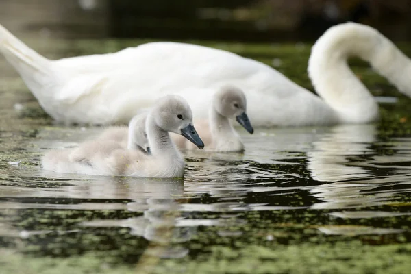 MUTE Swan - hona med ungar — Stockfoto