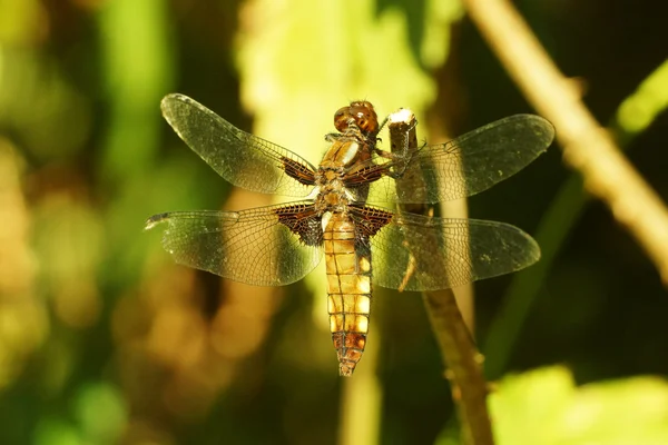 Broad-bodied Chaser — Stock Photo, Image