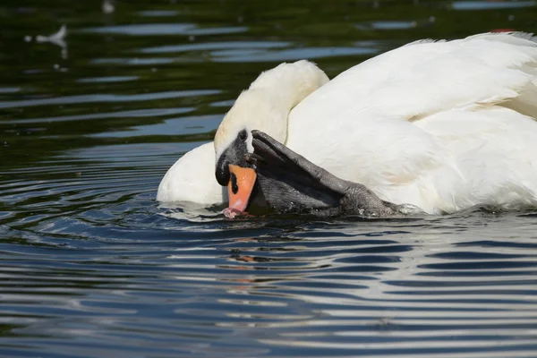 Cisne mudo — Fotografia de Stock