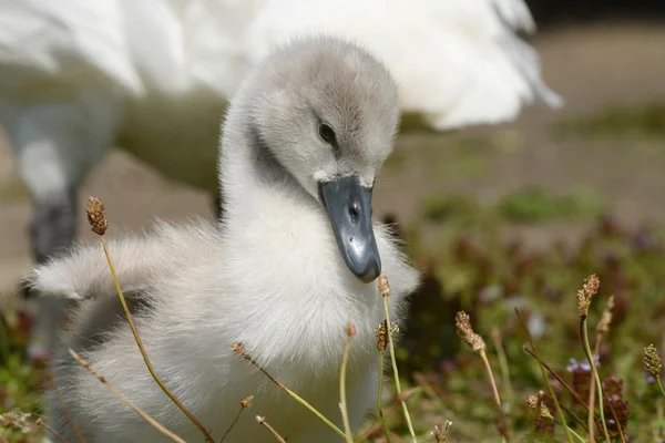 Cigno muto - immerso — Foto Stock