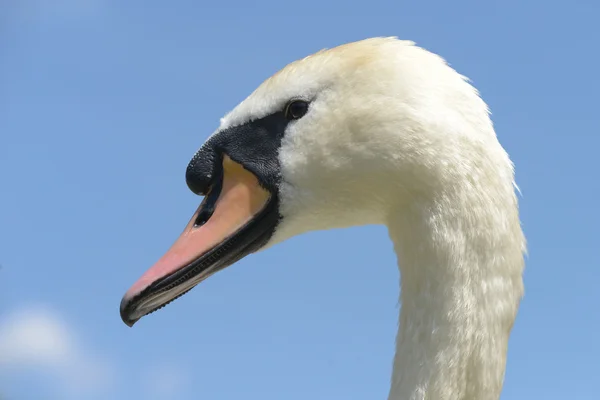 疣鼻天鹅 — 图库照片