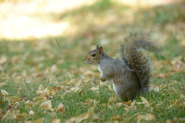 Grauhörnchen, Eichhörnchen, Sciurus carolinensis — Stockfoto