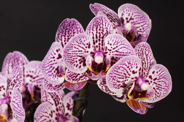 Orchidea, Orchidea — Zdjęcie stockowe