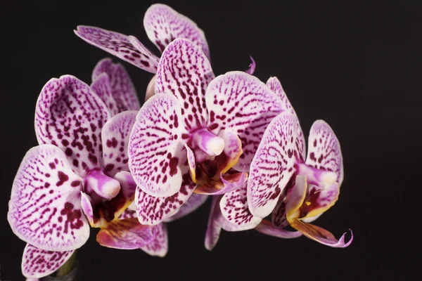 Orchidea, Orchidea — Zdjęcie stockowe