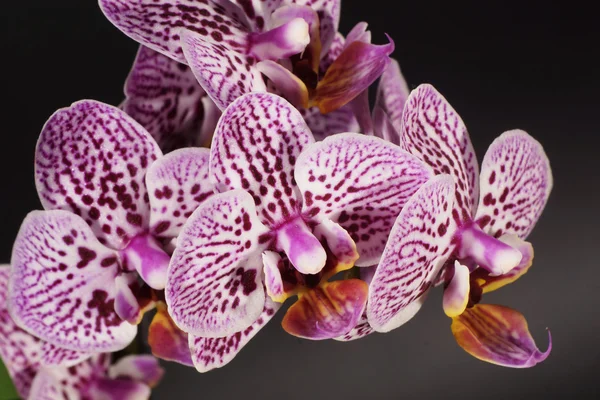 Fiori domestici - Orchidea, Orchidea — Foto Stock