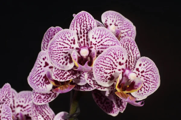 Orchidea, Orchidea — Zdjęcie stockowe