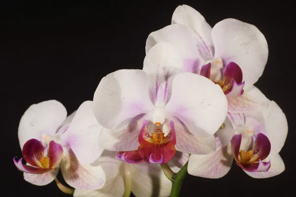 Do domu kwiaty - Orchidea, Orchidea — Zdjęcie stockowe