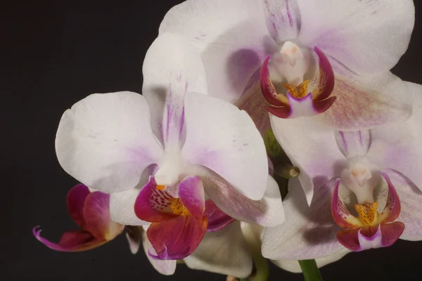Do domu kwiaty - Orchidea, Orchidea — Zdjęcie stockowe