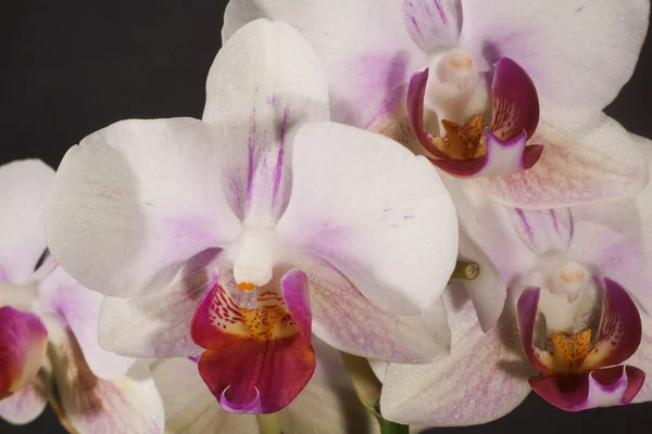 Orchidea, Orchidea — Zdjęcie stockowe
