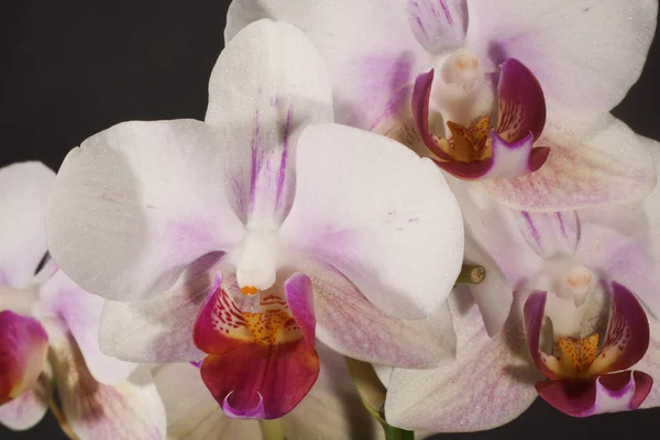 Orquídea, Orquídea — Fotografia de Stock