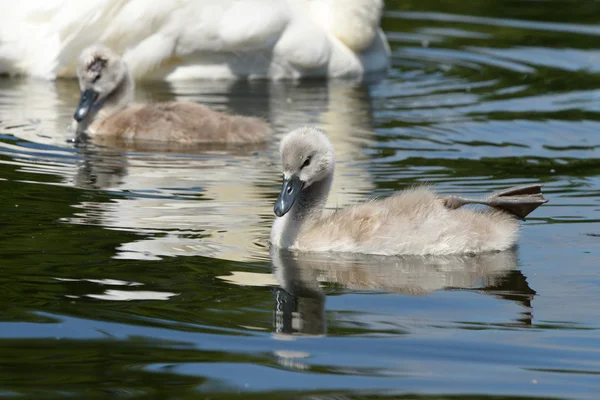 Cisne-branco-filhotes — Zdjęcie stockowe