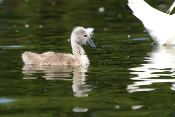 Cygne muet - oisillons — Photo