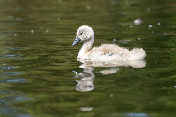 Mute Swan - nestlings — Stock Photo, Image