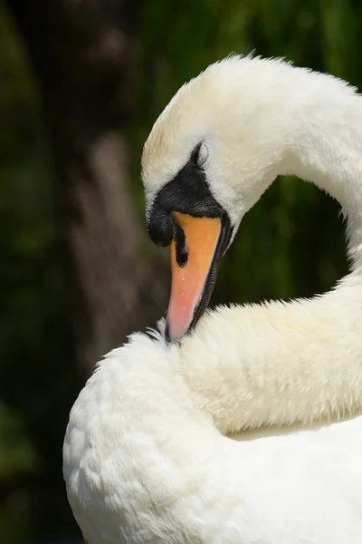 Mute Swan - Portrait. — Stock Photo, Image