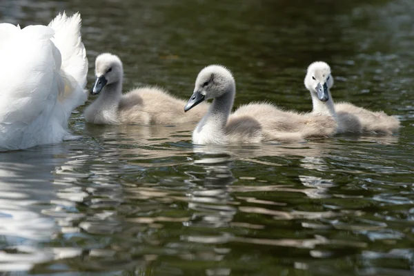 Cisne mudo - ninhos — Fotografia de Stock