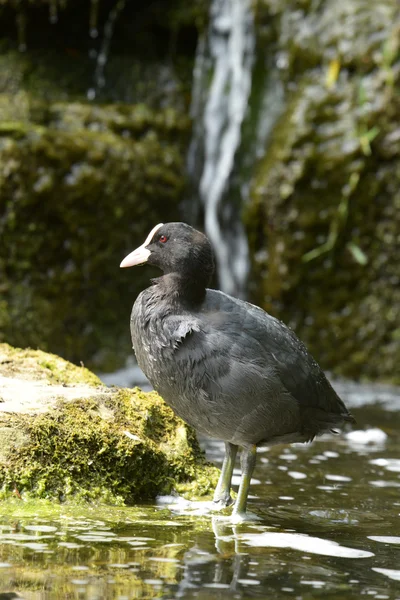 Blässhuhn, Blässhuhn, Fulica atra — Stockfoto