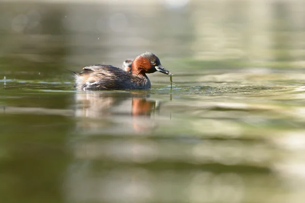 Pequeno Grebe com ninhos — Fotografia de Stock