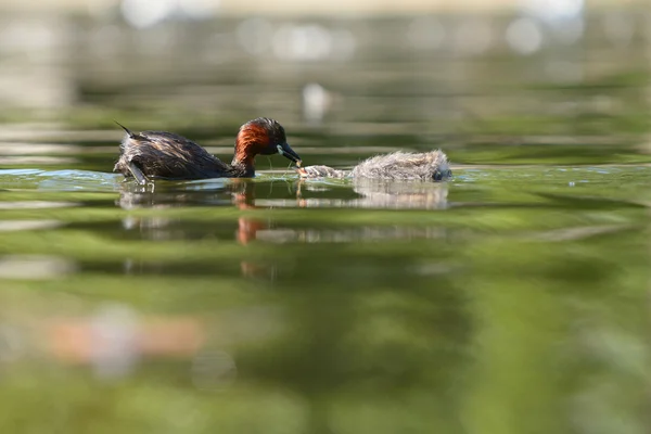 Pequeno Grebe com ninhos — Fotografia de Stock