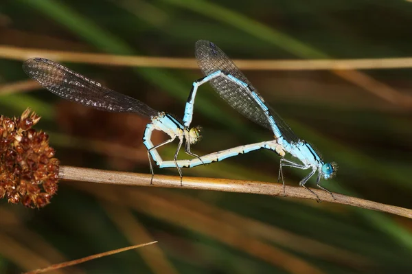 Common blue damselfly, Common Bluet, Northern Bluet — Stock Photo, Image