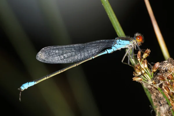 Μικρά κόκκινα μάτια Damselfly — Φωτογραφία Αρχείου