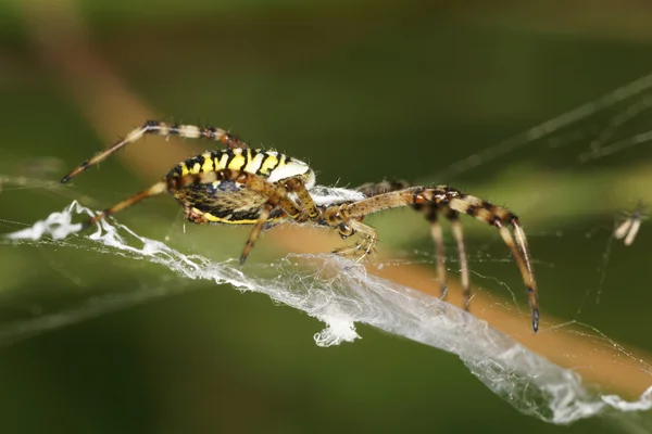 Araña avispa — Foto de Stock