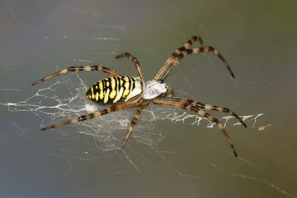 Wasp Spider — Stock Photo, Image