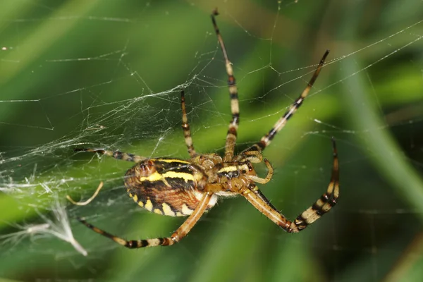 Wasp Spider — Stock Photo, Image