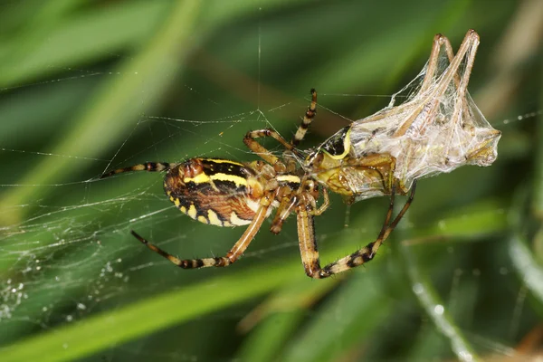 Araña avispa — Foto de Stock