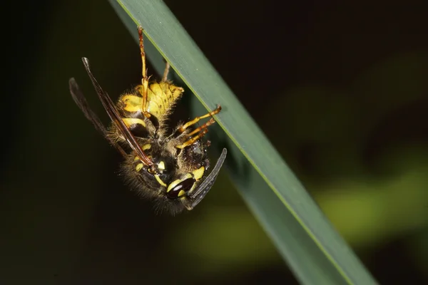 Common Wasp — Stock Photo, Image