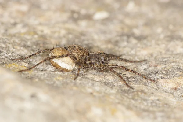 Вовчий павук - самка з яєчним святом — стокове фото