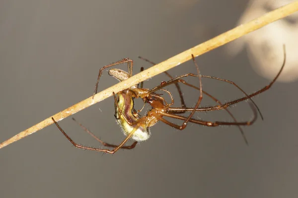 Long-jawed Orb-weaver Spider - Copulation — Stock Photo, Image