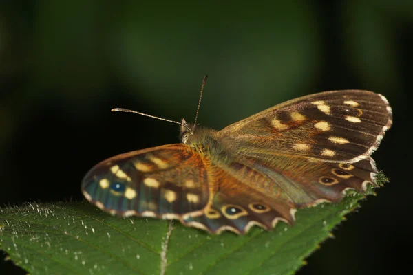 Osadnik Egeria — Zdjęcie stockowe