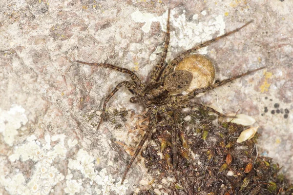 Aranha de lobo - fêmea com um saco de ovo — Fotografia de Stock