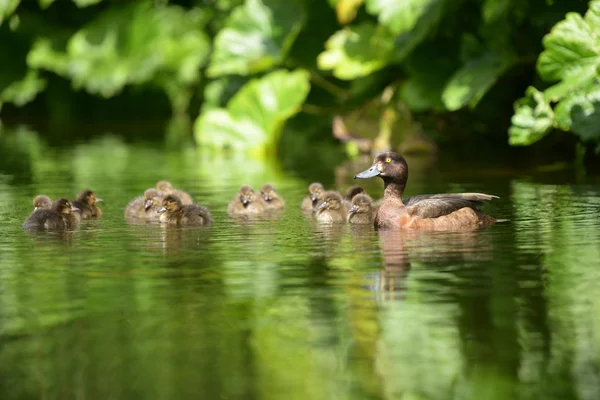 Pato adornado - fêmea com ninhos . — Fotografia de Stock