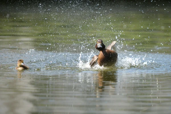 Tufted Duck - female with nestlings. — Stock Photo, Image