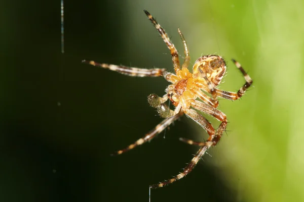 Evropské zahrada Spider, Diadem Spider, křížový pavouk, kříž Orbweaver — Stock fotografie