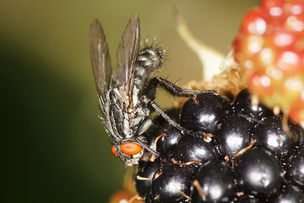 Fleischfliege, graue Fruchtfliege — Stockfoto