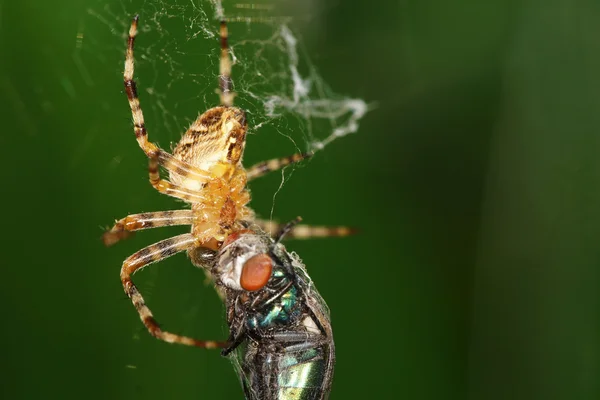 Europese tuin spin, diadeem Spider, grensoverschrijdende Spider, Cross Orbweaver — Stockfoto