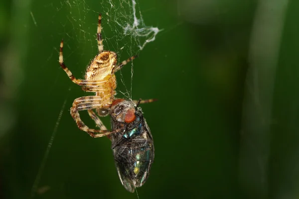 Európai kerti pók, Diadem Spider pók, kereszt-kereszt Orbweaver — Stock Fotó