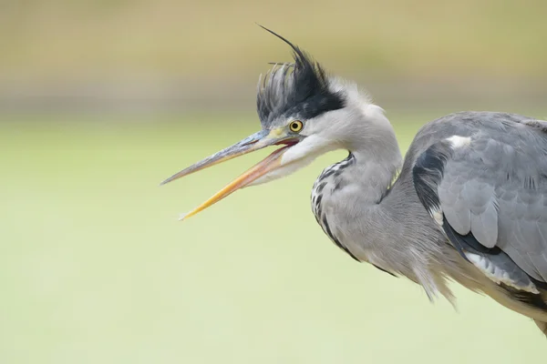 Gråhäger - porträtt — Stockfoto