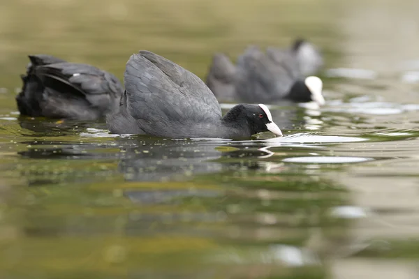 ユーラシアの coot、オオバン、アフリカマイマイ atra — ストック写真