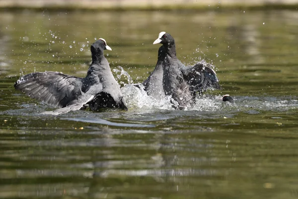 Avrasya coot, Sakarmeke, fulica atra — Stok fotoğraf