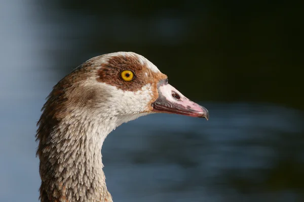 Egyptian Goose - Portrait — Stock Photo, Image
